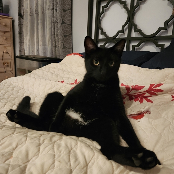 Meet your Posher, Lauren - Picture 8 of 8